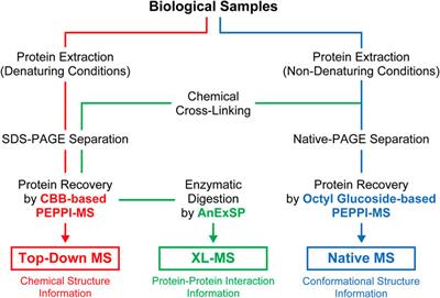 In-depth structural proteomics integrating mass spectrometry and polyacrylamide gel electrophoresis